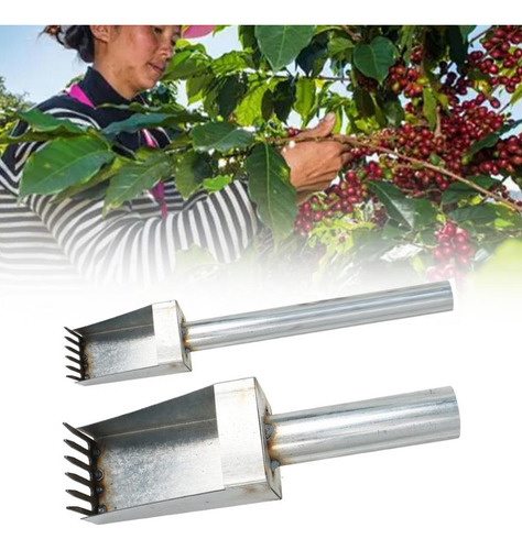 Recolector De Frutas Recolector Manual De Azufaifa