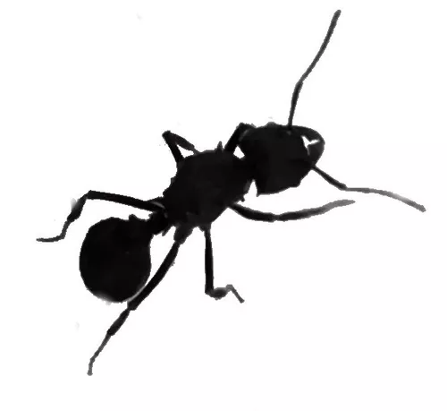 Hormigas Reina Fecundada Viva