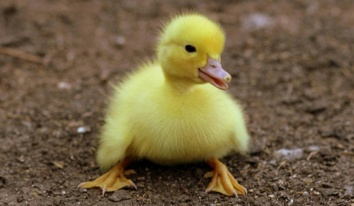 Patos Filhotes