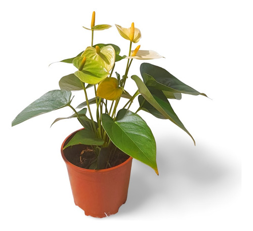 Planta Anthurium Andreanum Nombre Común