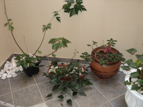 Imagem 13 de 15 de Casa Sobrado Para Venda, 3 Dormitório(s) - 19