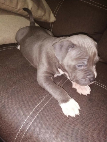 Pit Bull Blue Cachorros Finos