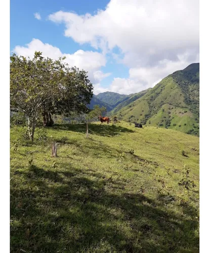 Se Vende Lote En Sanjeronimo (antioquia) 20 Hectáreas + 8.000 Mtr2