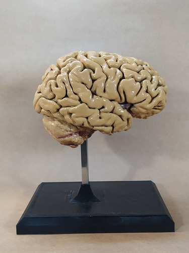 Cerebro Humano - Maqueta 3d 1:1 Escala Real