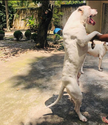 Filhotes Dogo Argentino