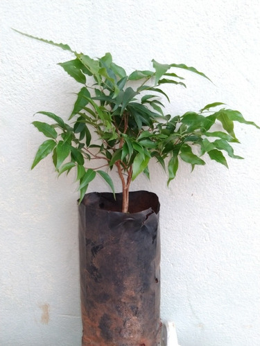 Jabuticaba De Polpa Rósea - Muda De Semente 20 Cm