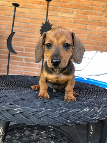Hermosos Cachorros Salchichas Mini