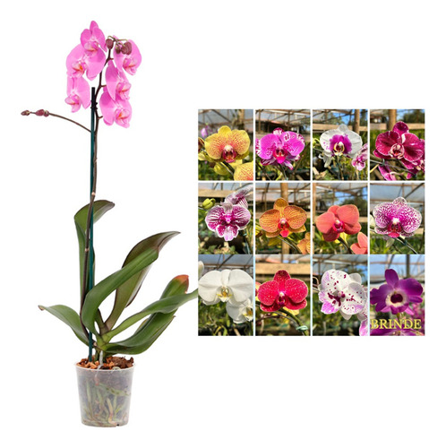 Orquídea Zapatilla De Dama