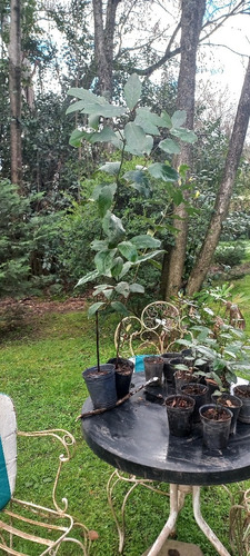 Plantas De Laurel