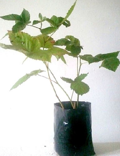 Imagen 3 de 6 de Plantas De Frambuesa Oscura No Pague Envio Antes