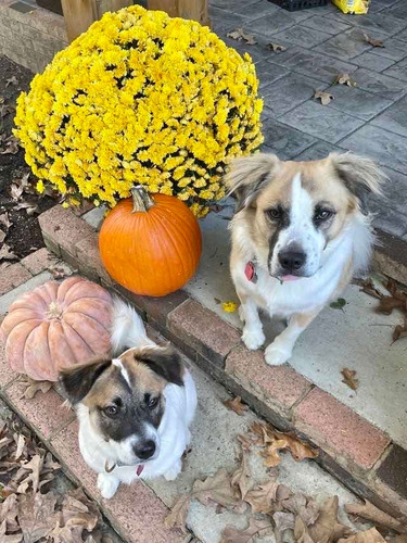 Imagen 3 de 5 de Pet Sitter, Cuidado De Mascotas En Casa