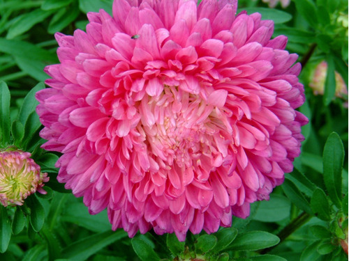 Imagen 4 de 5 de Semillas Flores Reina Margarita X Sobre A Toda Huerta