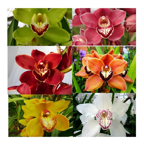 Kit Com 10 Mudas Orquídeas Cymbidium Promocao Frete Gratis | Parcelamento  sem juros