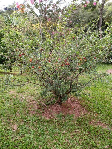 Imagem 23 de 27 de Chácara Com 3 Dormitórios À Venda Por R$ 450.000,00 - Boa Vista - Igaratá/sp - Ch0185