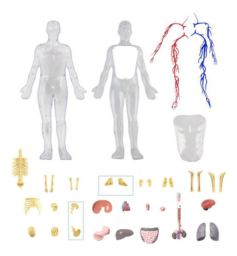Modelo De Esqueleto Del Cuerpo Humano Modelo De Cuerpo Human