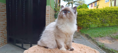 Gatos Persas Mascotas Medellín