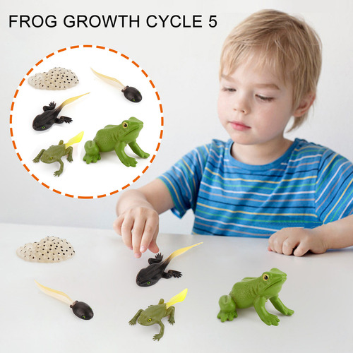 Figura De Insecto Life Cycle Plastic Brood To Period, 5 Piez