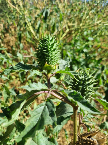 1000 Semillas De Datura Stramonium