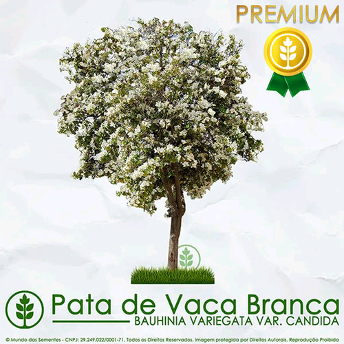 120 Sementes De Pata De Vaca Árvore Mata Atlântica.
