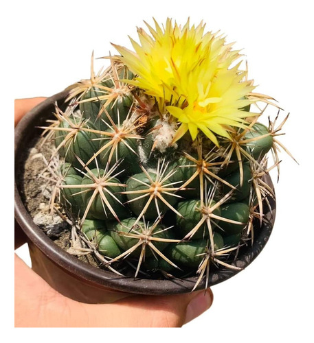 15 Semillas De Coryphantha Elephantidens Flores Variadas