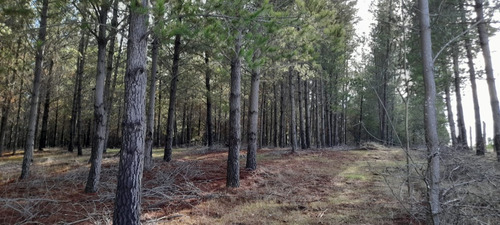 Vendo Predio Forestal De 17 Hectáreas Sector Colomávida