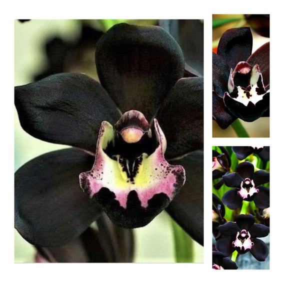 Orquidea Negra Adulta Jardim Jardinagem | MercadoLivre 📦