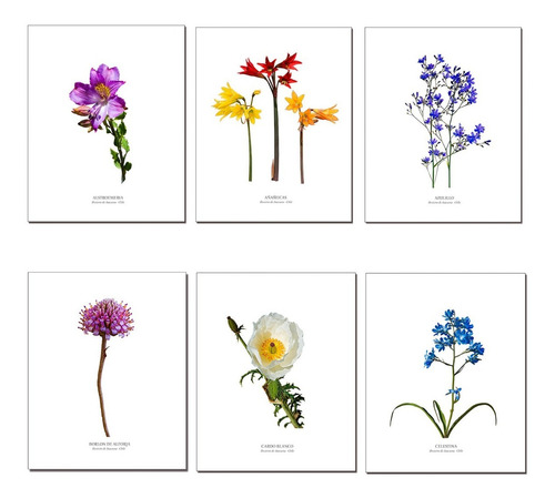 Pack De 6 Láminas Para Enmarcar Flores Desierto Atacama