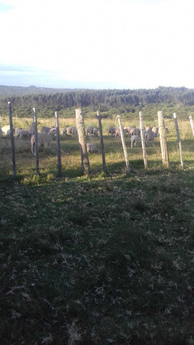 Campo En Venta En Lavalleja, 15 Hectáreas