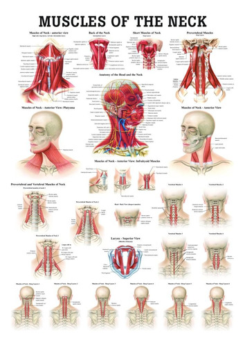 Musculo Anatomia Cuello Laminado Chartâ