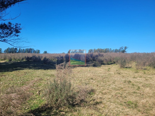 Imagen 2 de 20 de 33 Hás De Campo Lavalleja