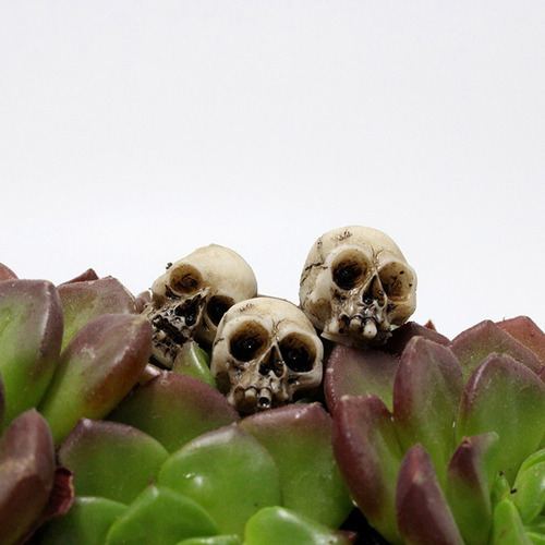 40 Piezas De Calaveras Humanas, Calaveras De Esqueleto Reali