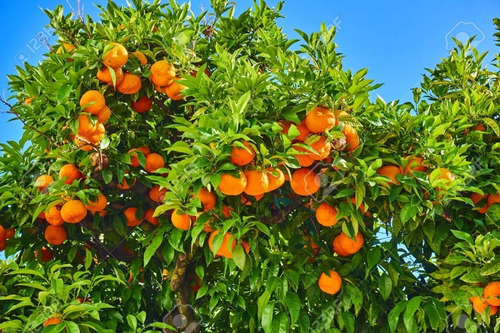 Frutales Citricos Mandarinos Injertados!!!
