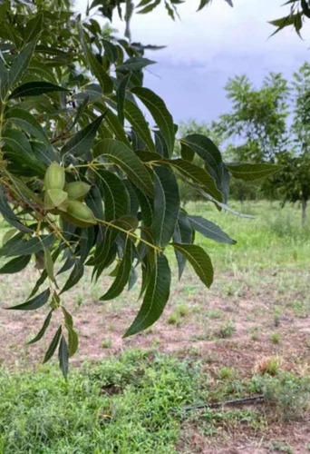 Campo Con Plantacion Pecan San Pedro