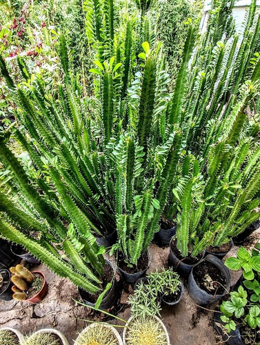 Euphorbia Trigona - Excelente Tamaño - Maceta 3 Litros 