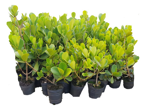 Clasula Rosea, Arbusto Jardin, Cerca Siempre Verde 5u. Blanco