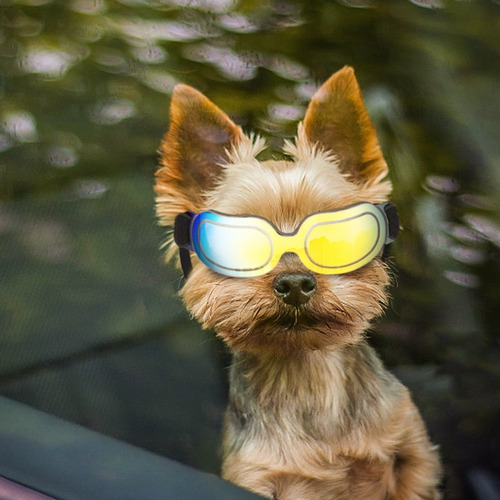Óculos De Sol Para Cães Pequenos Capacete Para Cães Com Furo