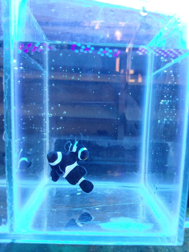 Imagen 5 de 6 de Payasos Ocellaris Acuario Marino