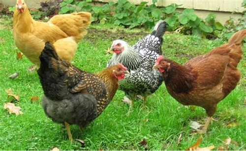 2 Leve 4 Ovos Raças Pura Variadas.compre E Escolha Ás Raças!