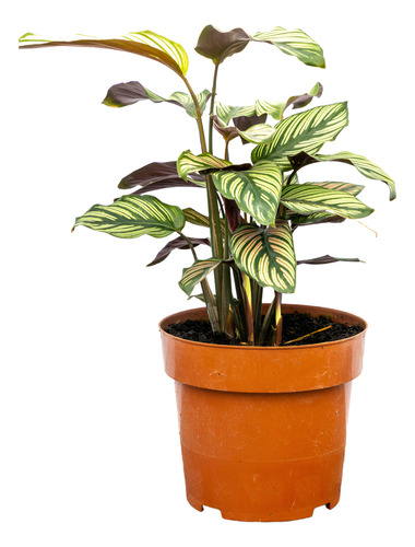Calathea Ornata - Hojas Decorativas, Ideal Para Interiores