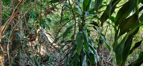 Imagem 3 de 4 de Terreno Em Engenho Do Mato, Niterói/rj De 760m² À Venda Por R$ 320.000,00 - Te1005039-s