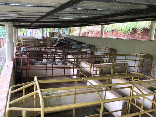 Finca Ganadera En Venta Tinaquillo S/la Pica Anny
