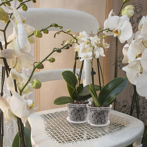 Maceta P/ Orquídeas Lanccona De 5 Pulgadas, Transparente.
