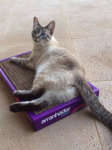 Imagem 4 de 9 de Arranhador Gato Petlon Papelao + Catnip - Promoção!