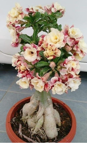  Adenium Rosa Del Desierto Ruiseñor