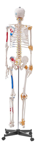 Modelo Esqueleto Humano Tamaño Real Anatomía Pvc 71.65 PuLG