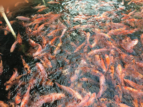 Imagen 5 de 6 de Alevines En Venta Tilapias Rojas Y Gris