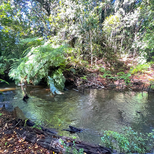 Bosque Y Estero