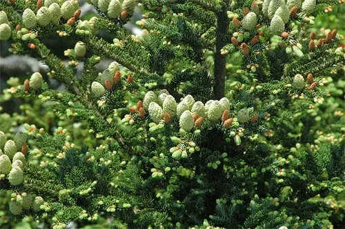 comprar Semillas De Arbol De Plantas Raras 30 Semillas De Abeto Fras