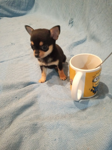 Imagen 2 de 5 de Cachorros Chihuahua Hembras