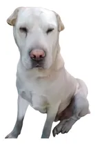 Comprar Pocho, Cruza Sharpei, Belleza En Blanco, 4 Añitos, Adopcion